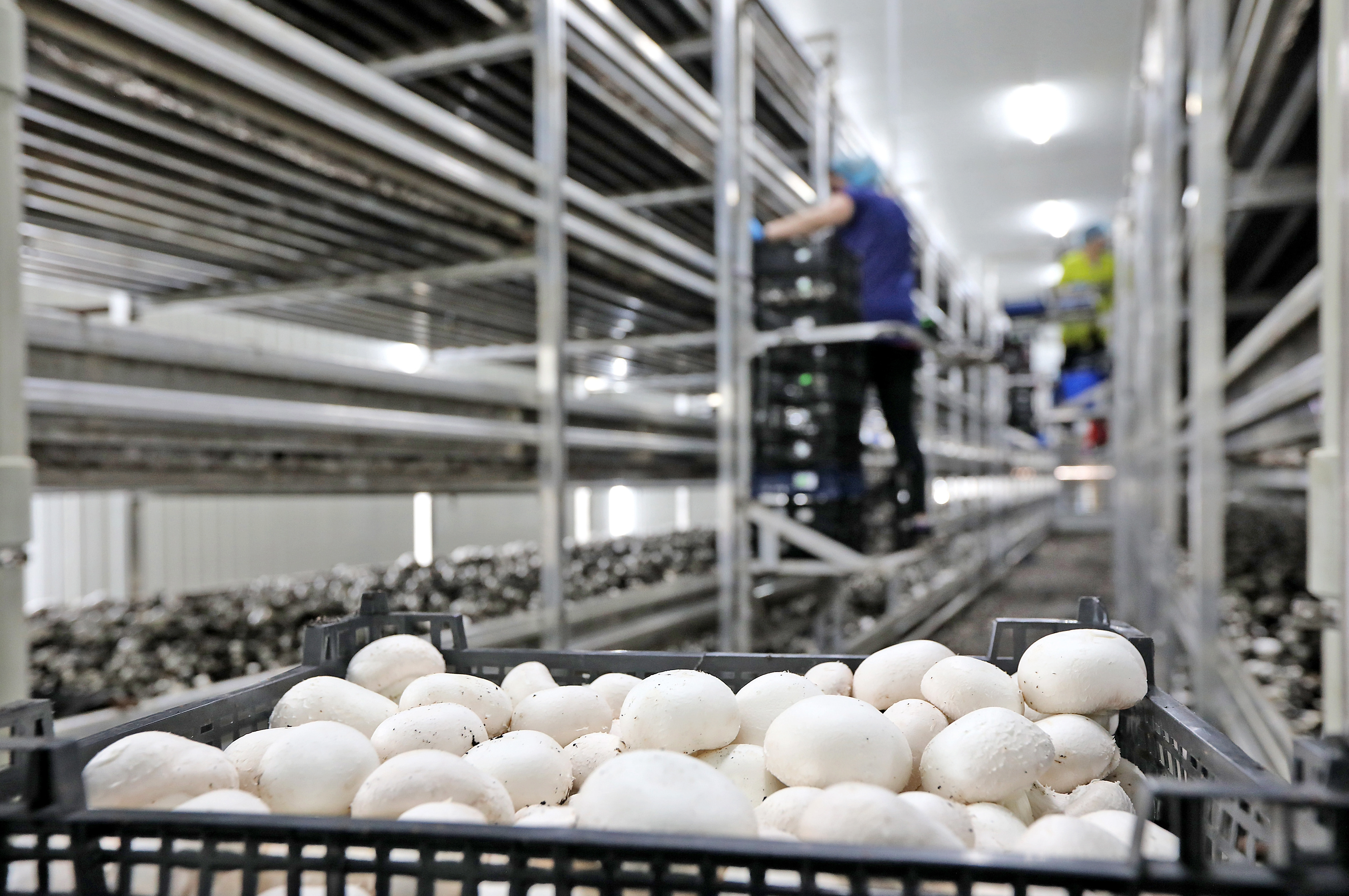 Kültür Mantarı Üretim Tesisi Kurulumu ve Maliyeti